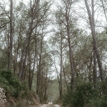Orman Evi Del Bosque Canyelles (Catalonia)